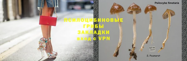 индика Абаза